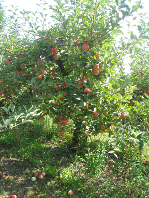 Apple Tree