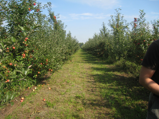 Apple Trees