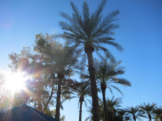 Scottsdale palm tree