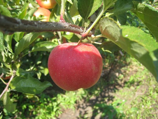 Apple in a tree