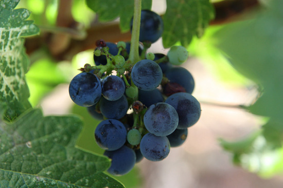 Napa Valley Grapes